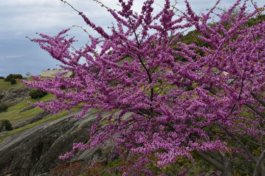 koutsoupia